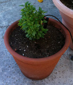 Greek Basil